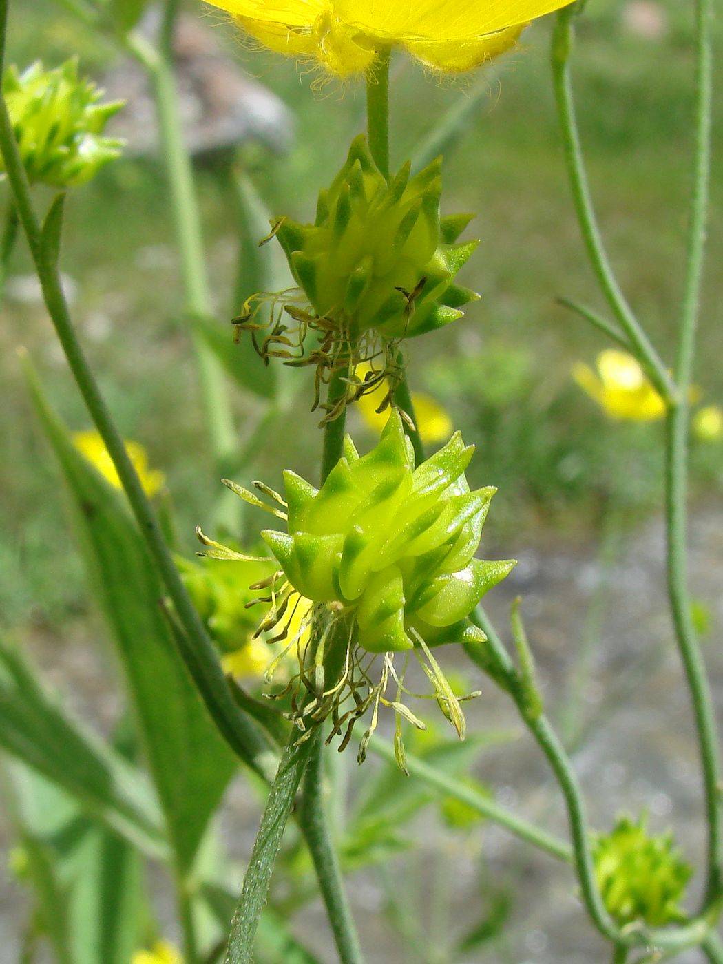 Image of Ranunculus sericeus specimen.