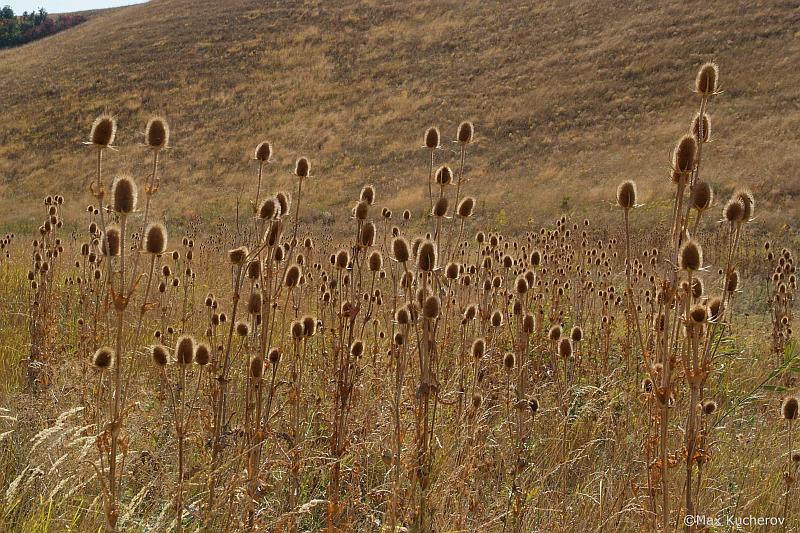 Изображение особи Dipsacus laciniatus.