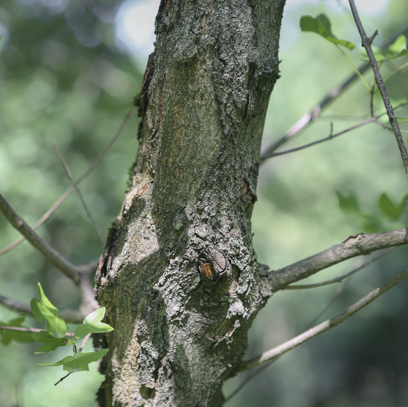 Image of Acer monspessulanum specimen.