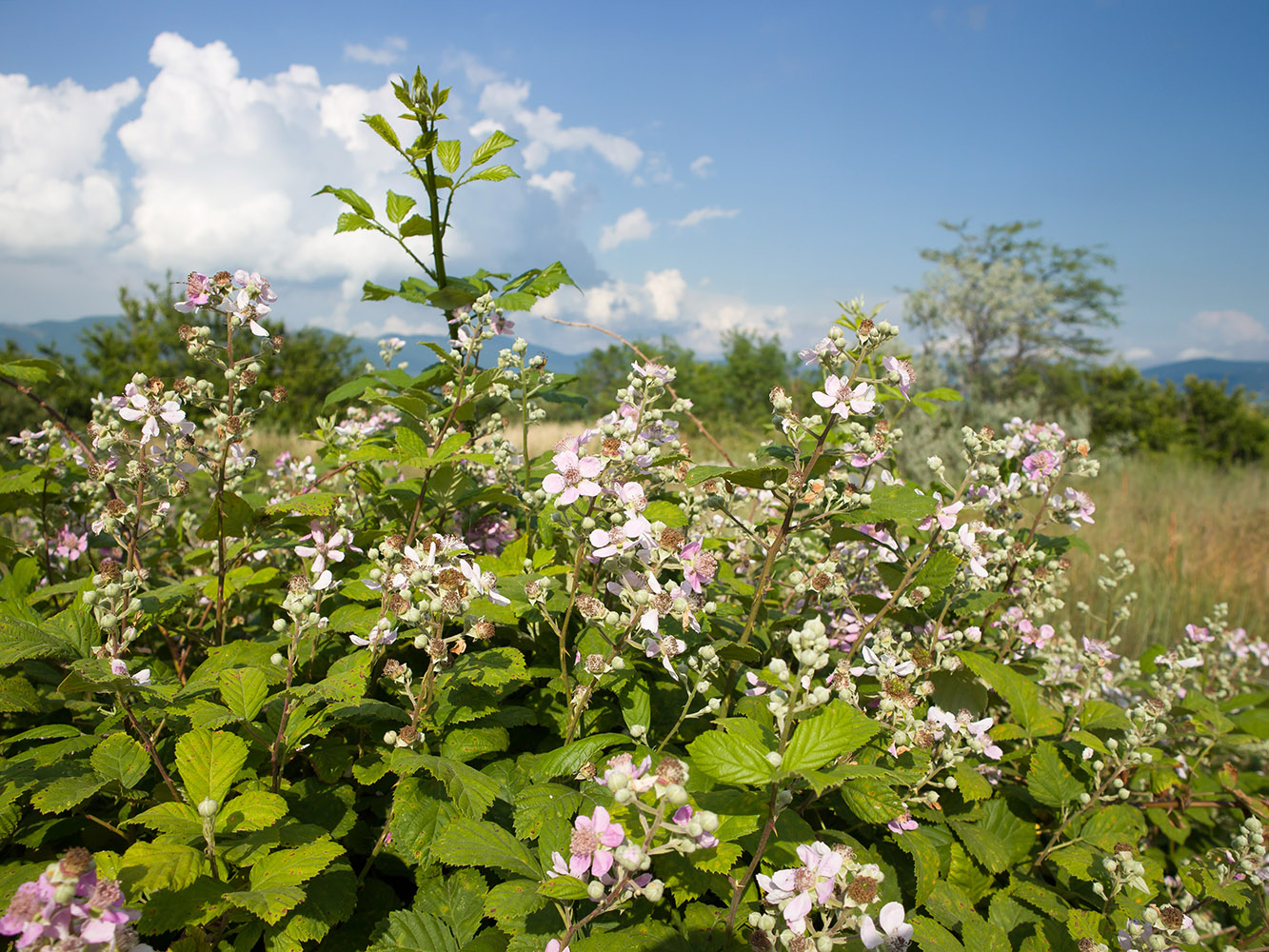 Изображение особи Rubus sanctus.