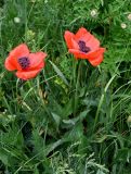 Papaver orientale