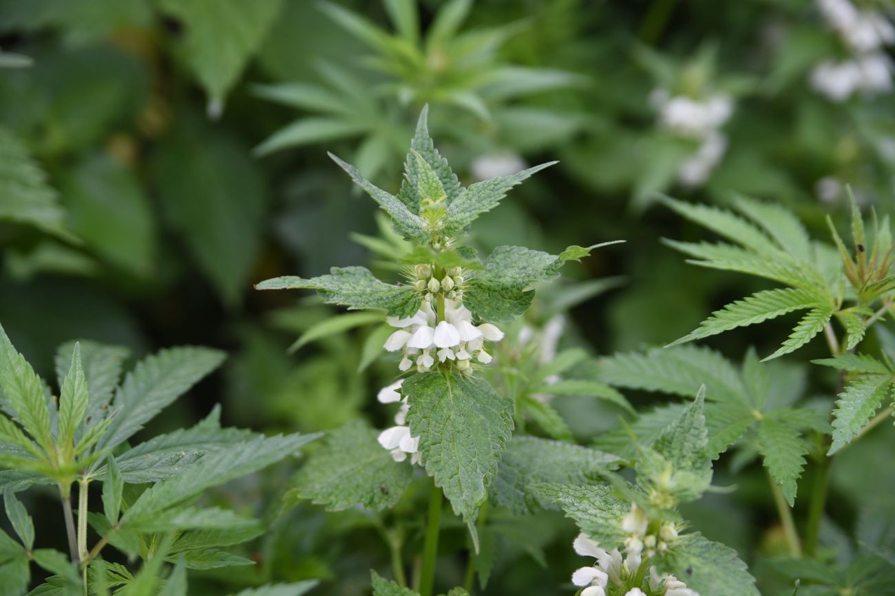 Image of Lamium album specimen.