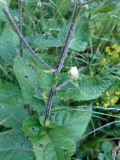 Verbascum marschallianum