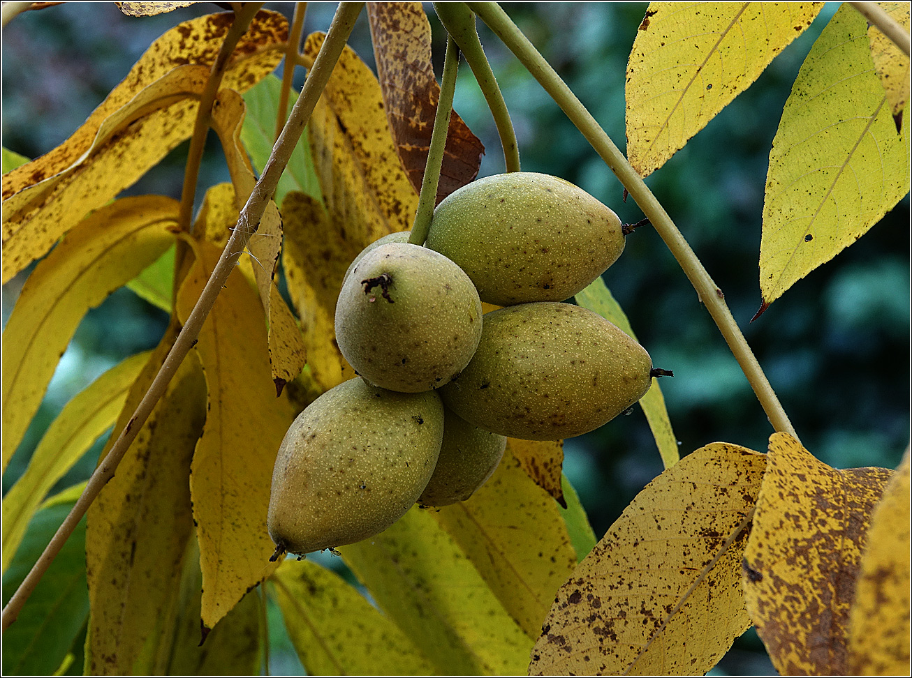 Image of Juglans mandshurica specimen.