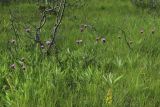 Cirsium heterophyllum. Цветущие растения на сыром лужке. Мурманская обл., Кольский р-н, 1446 км автодороги Р-21 \"Кола\" (Печенгская дорога), окр. Пьяного озера, долина между невысоких сопок, сырой разнотравно-злаковый лужок с берёзами (Betula) у ручейка. 01.08.2022.