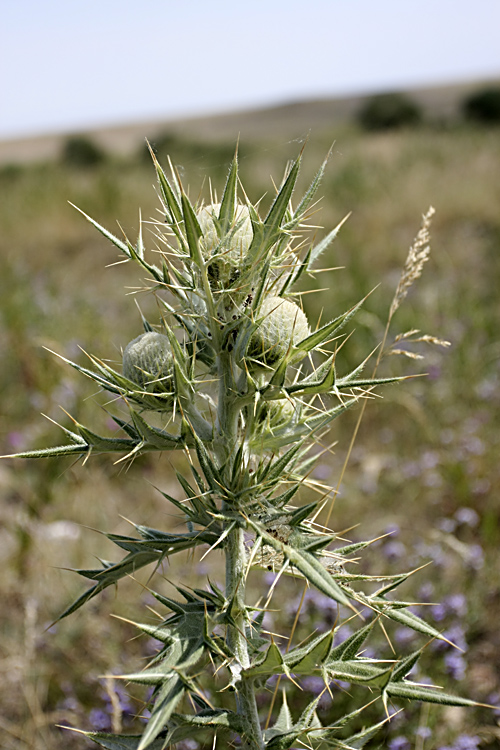 Image of Cirsium turkestanicum specimen.