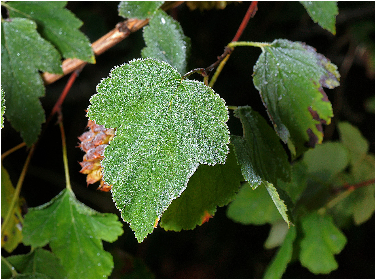 Image of Physocarpus opulifolius specimen.