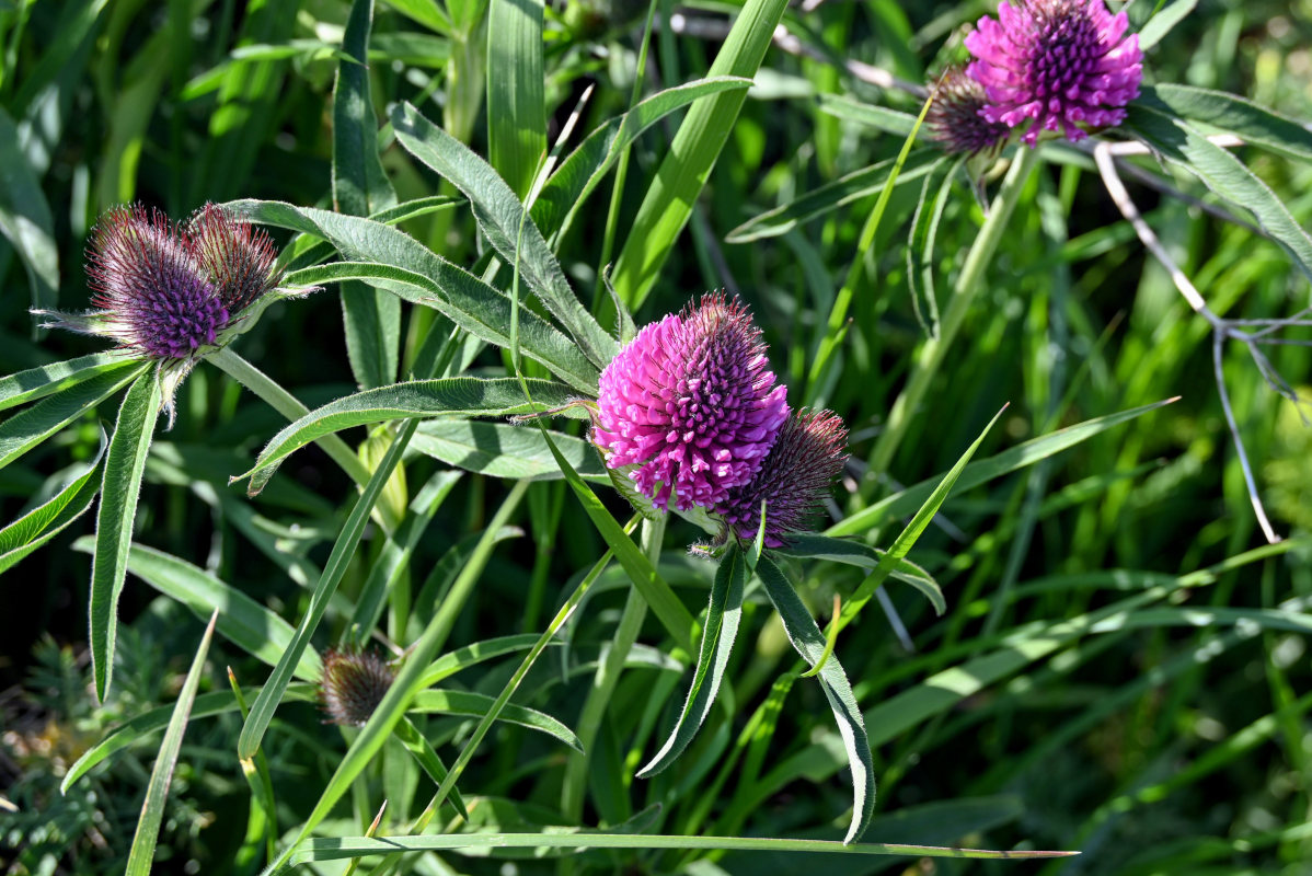 Изображение особи Trifolium alpestre.