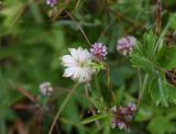 Astrantia maxima