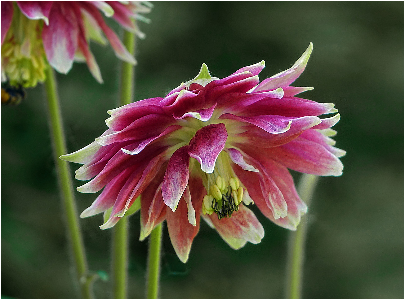 Image of Aquilegia vulgaris var. stellata specimen.