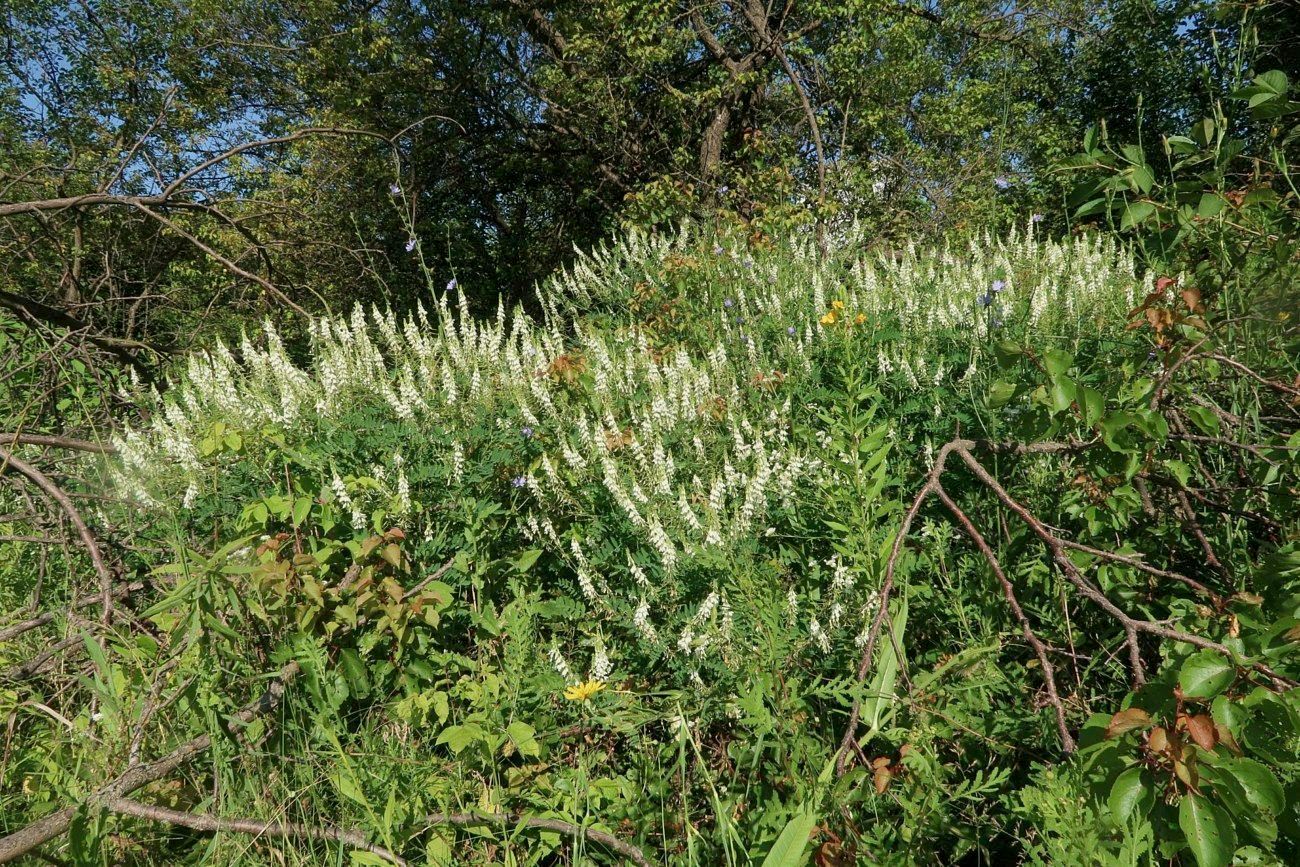 Изображение особи Galega officinalis.