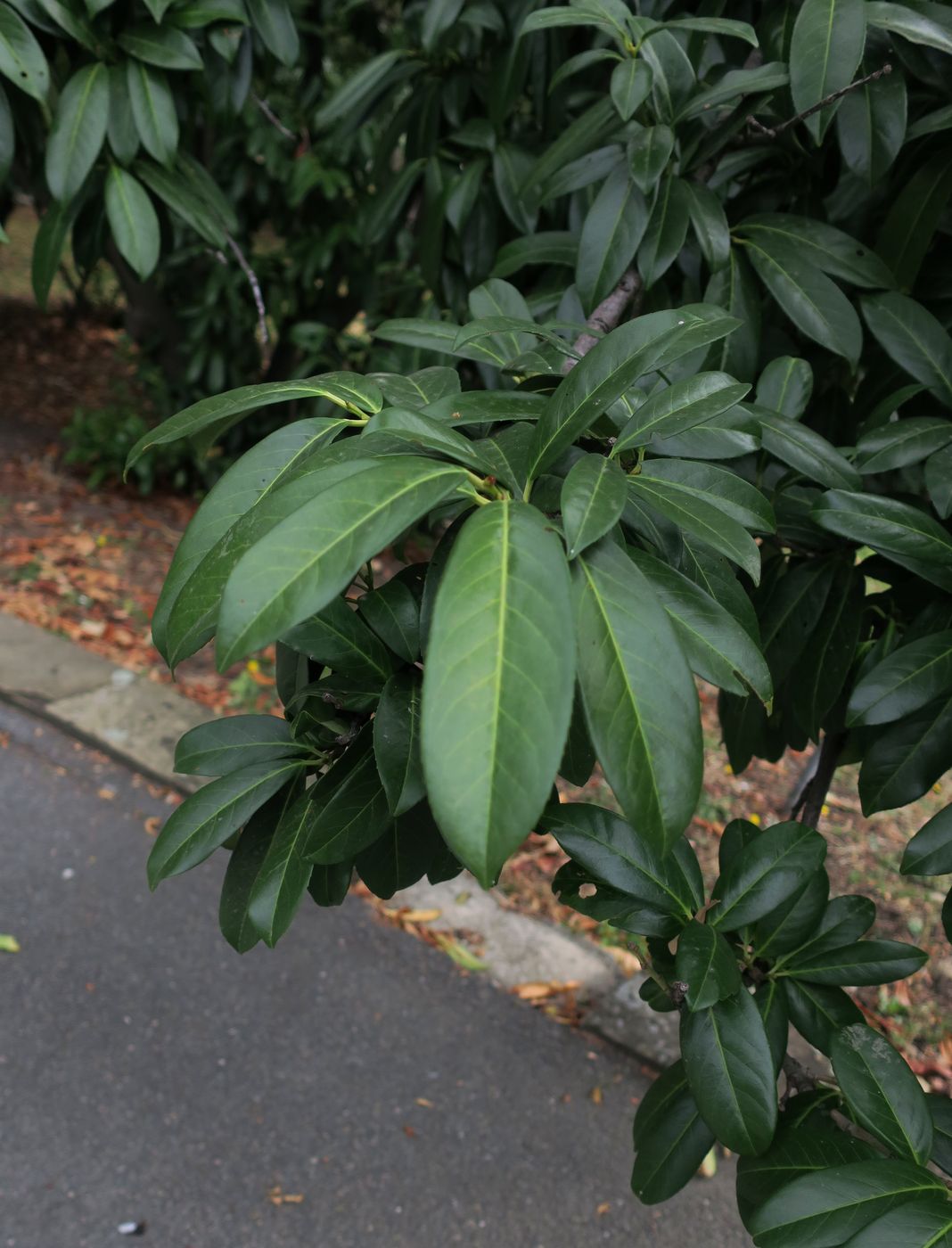 Image of Lauro-cerasus officinalis specimen.