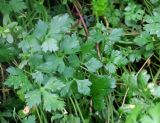 Смотреть изображение Petroselinum crispum