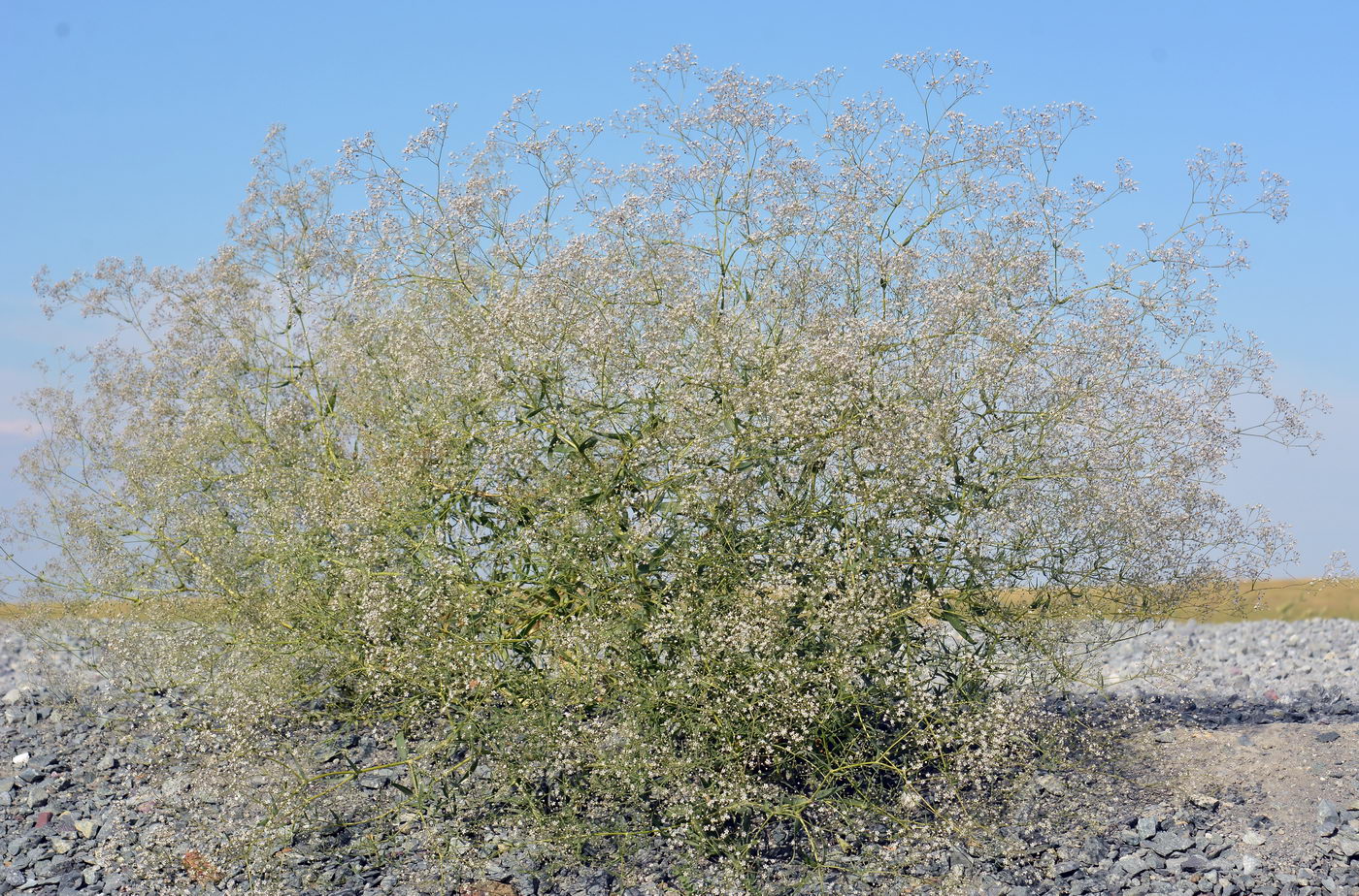 Image of Gypsophila paniculata specimen.