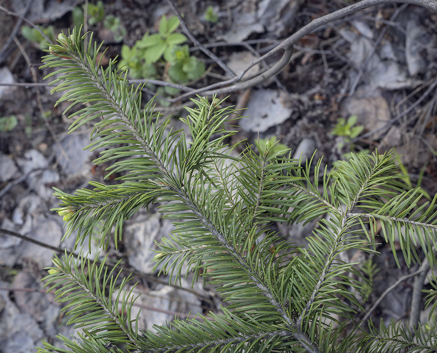 Изображение особи Abies sibirica.