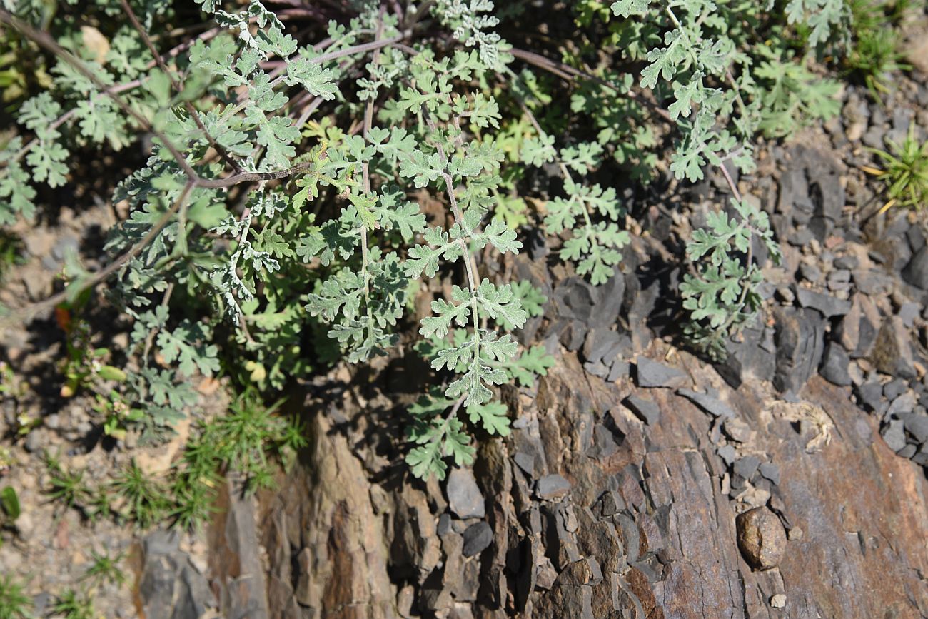 Image of Pyrethrum demetrii specimen.