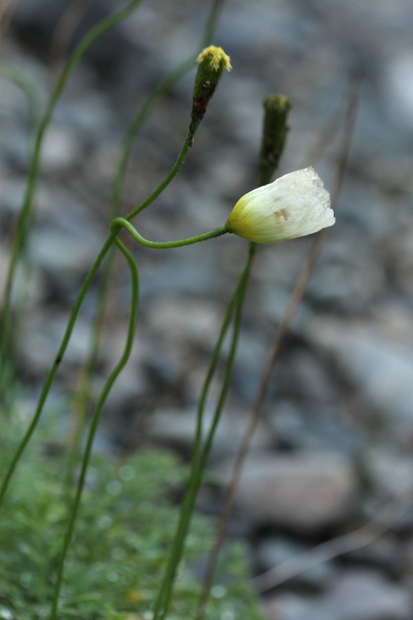 Image of Papaver tolmachevii specimen.