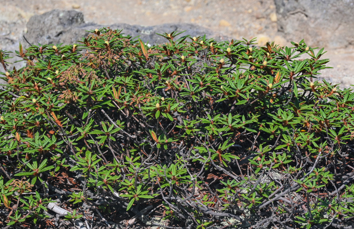 Image of Ledum hypoleucum specimen.