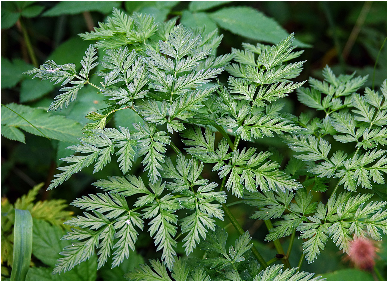 Image of Anthriscus sylvestris specimen.