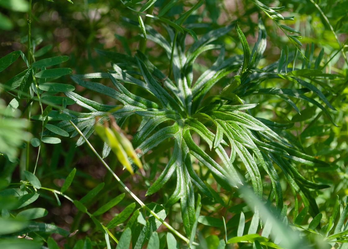 Image of Aconitum barbatum specimen.