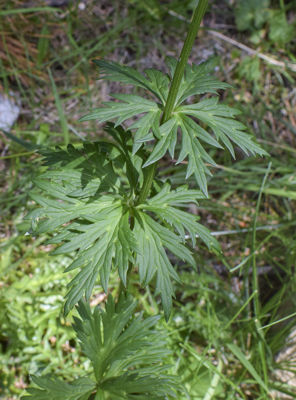 Изображение особи Trollius europaeus.