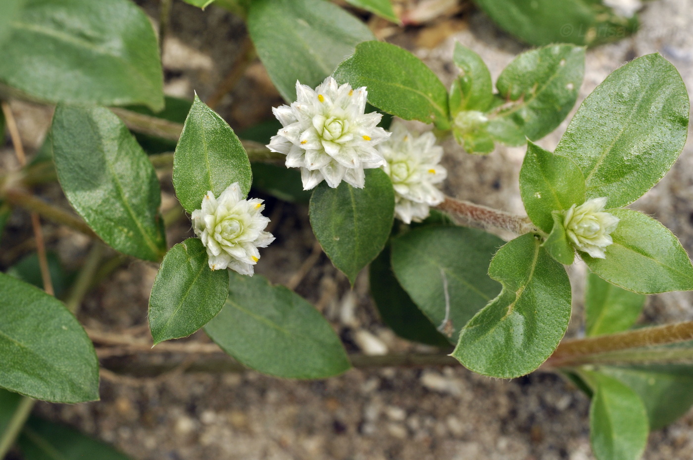 Изображение особи Gomphrena celosioides.