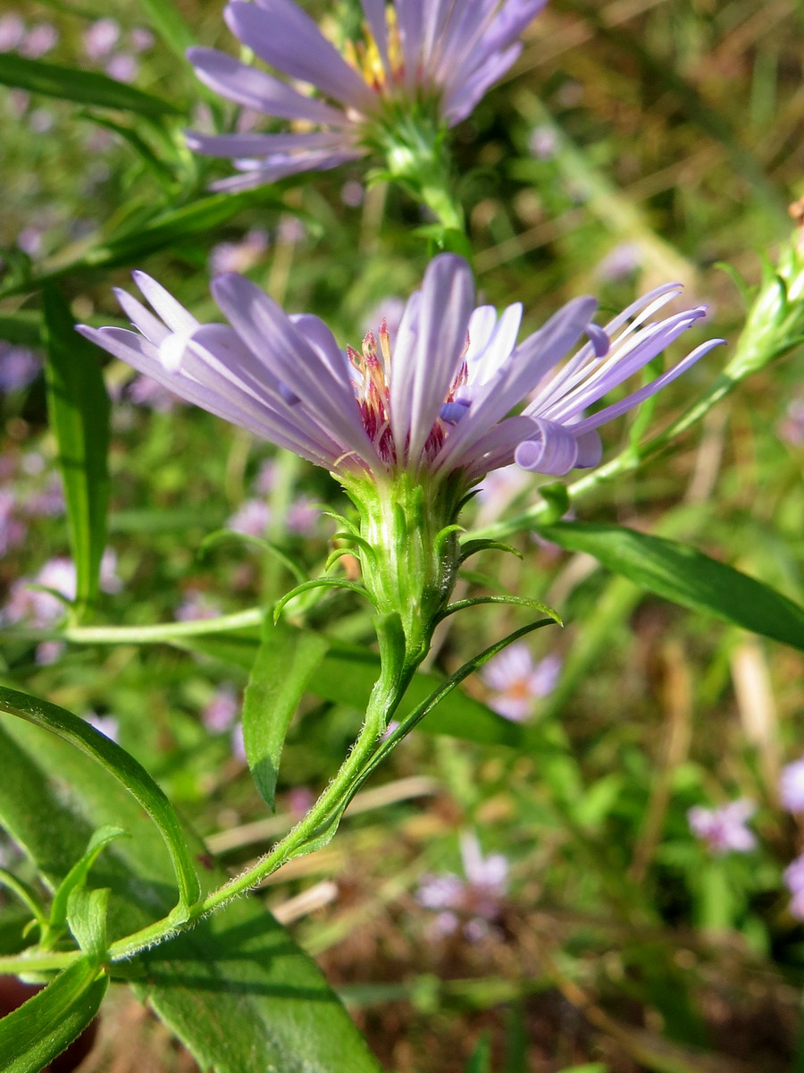 Image of Symphyotrichum novi-belgii specimen.