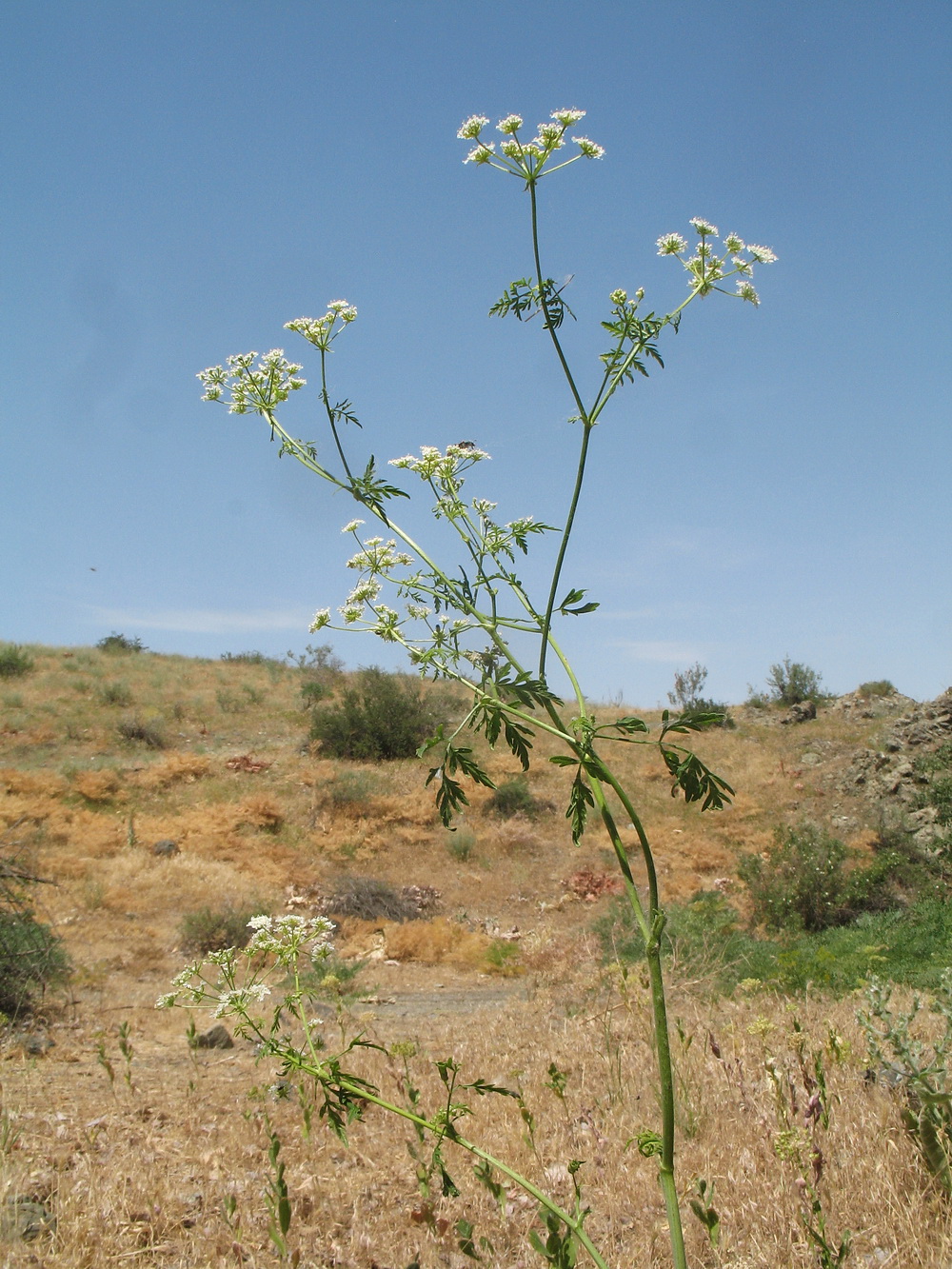 Image of Eremodaucus lehmannii specimen.