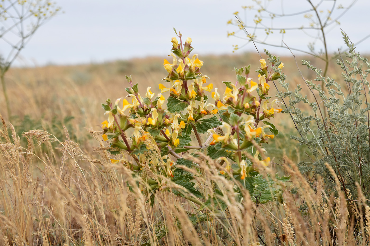 Изображение особи Eremostachys tuberosa.