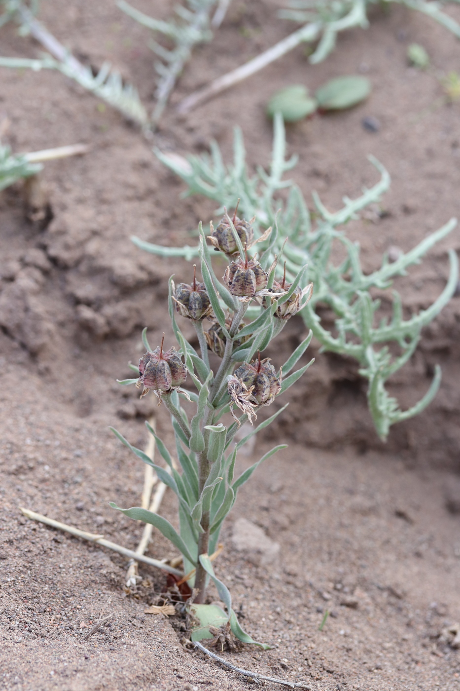 Image of Rhinopetalum karelinii specimen.