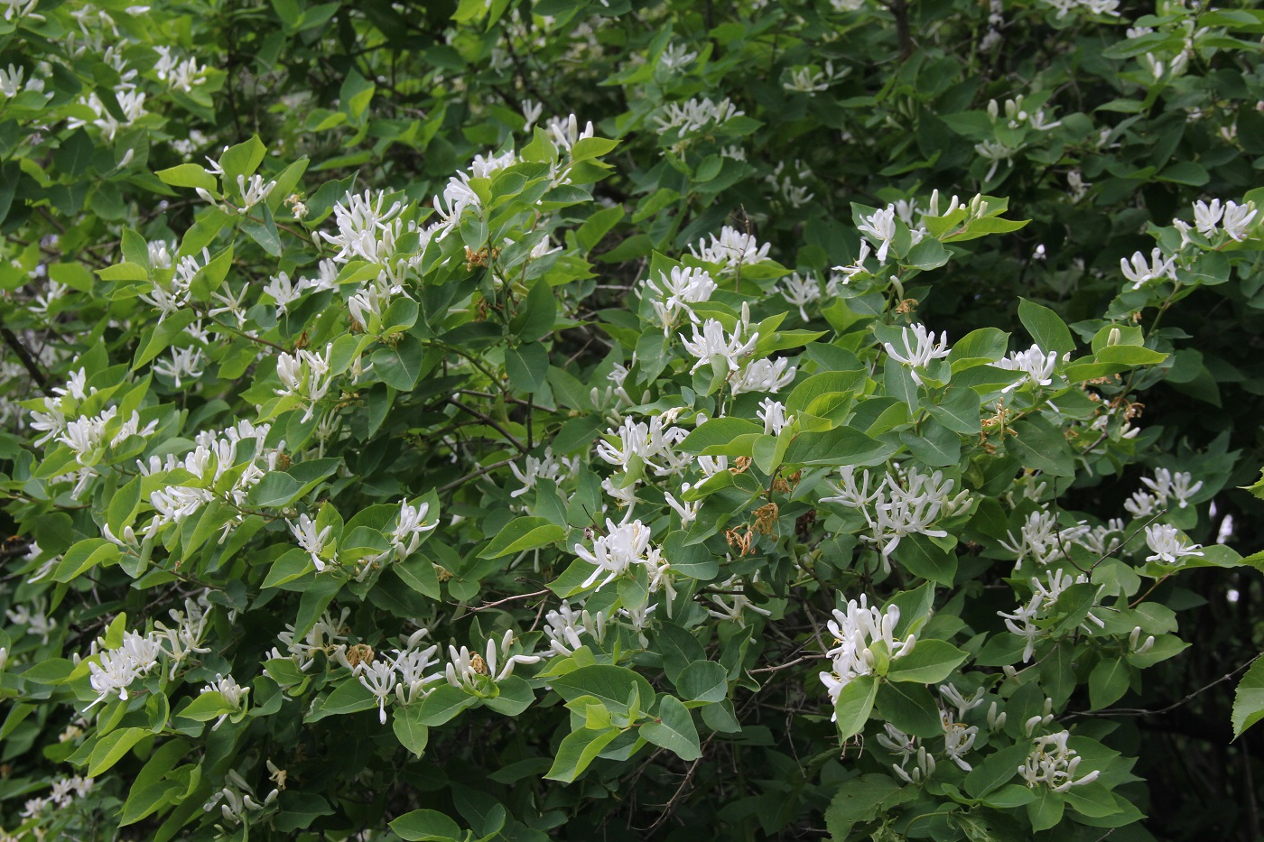 Image of Lonicera tatarica specimen.