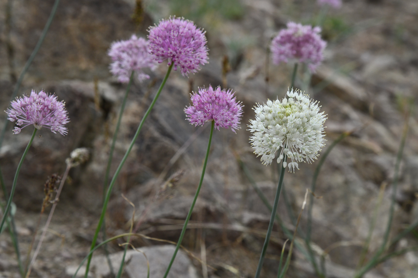 Изображение особи Allium caricifolium.