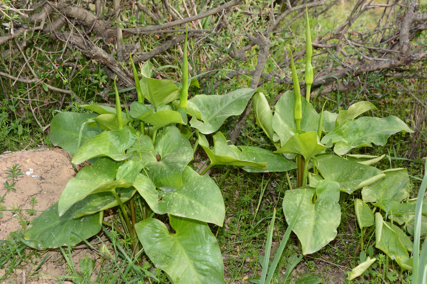 Изображение особи Arum korolkowii.