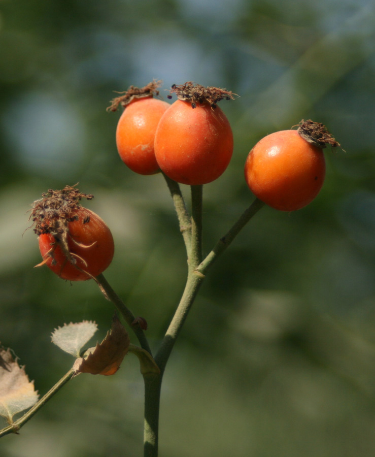 Image of Rosa canina specimen.