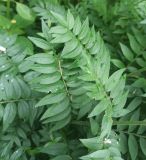 Polemonium caeruleum