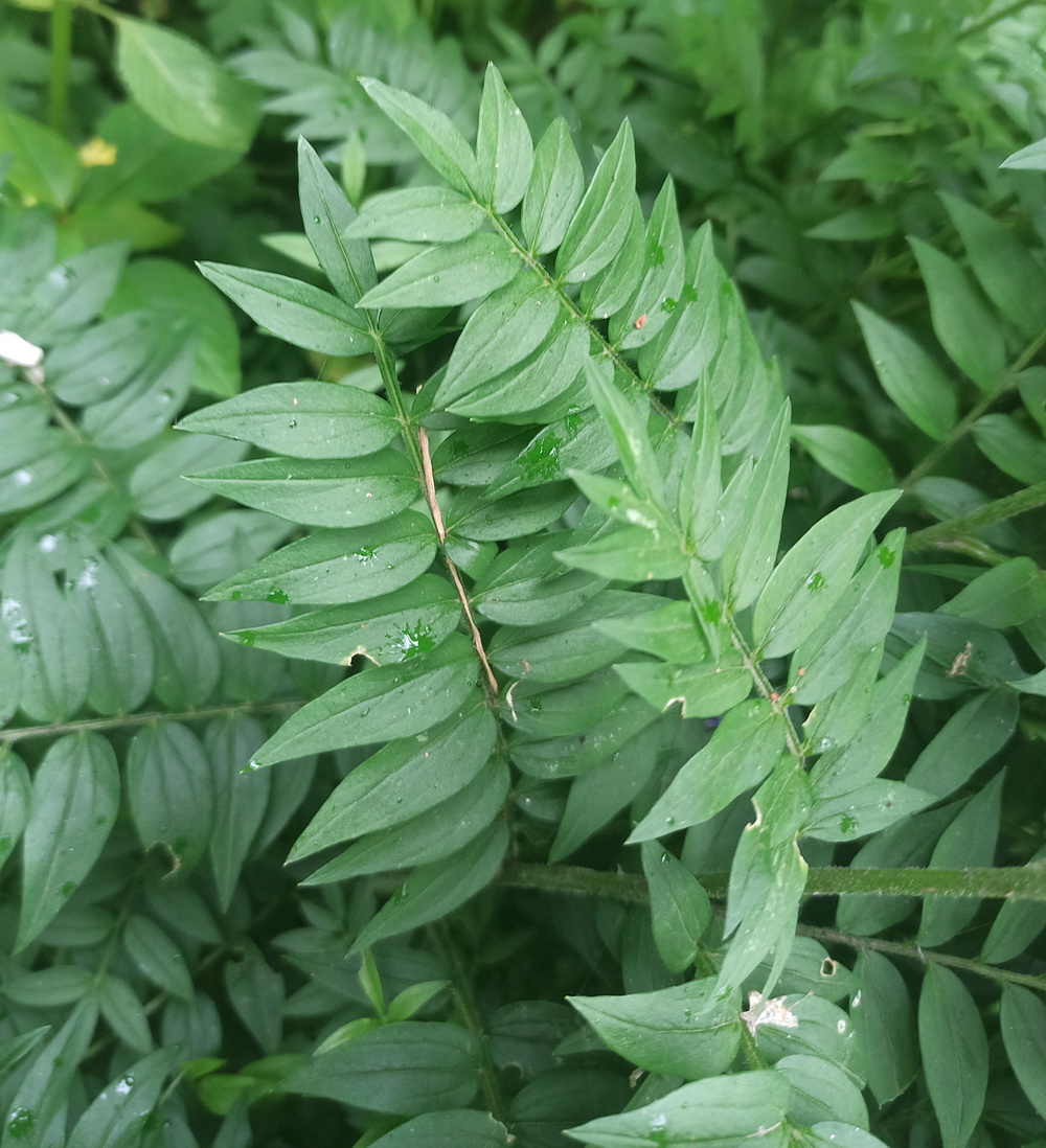 Image of Polemonium caeruleum specimen.