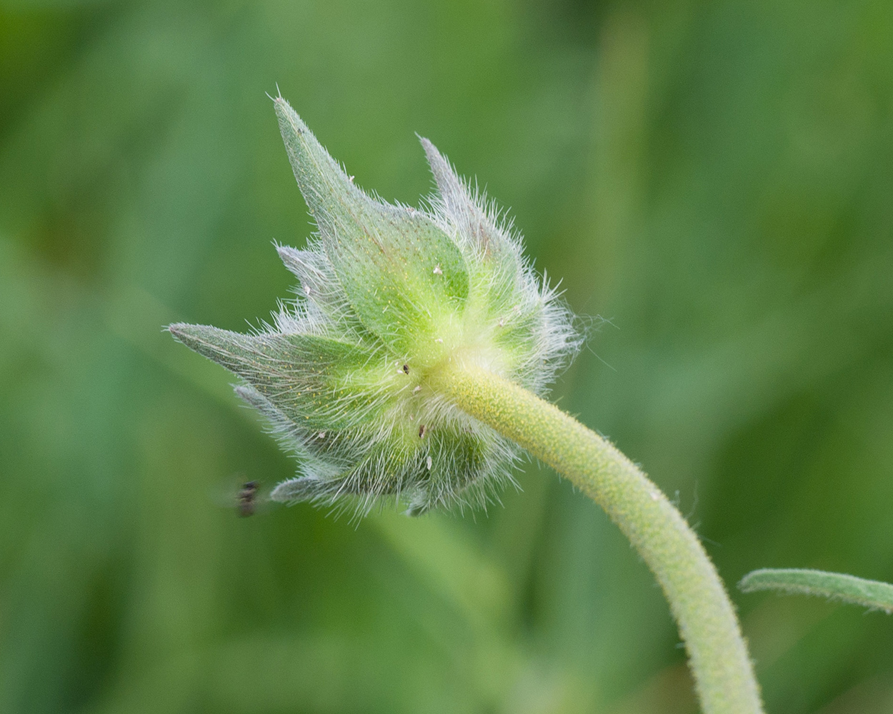 Изображение особи Knautia montana.