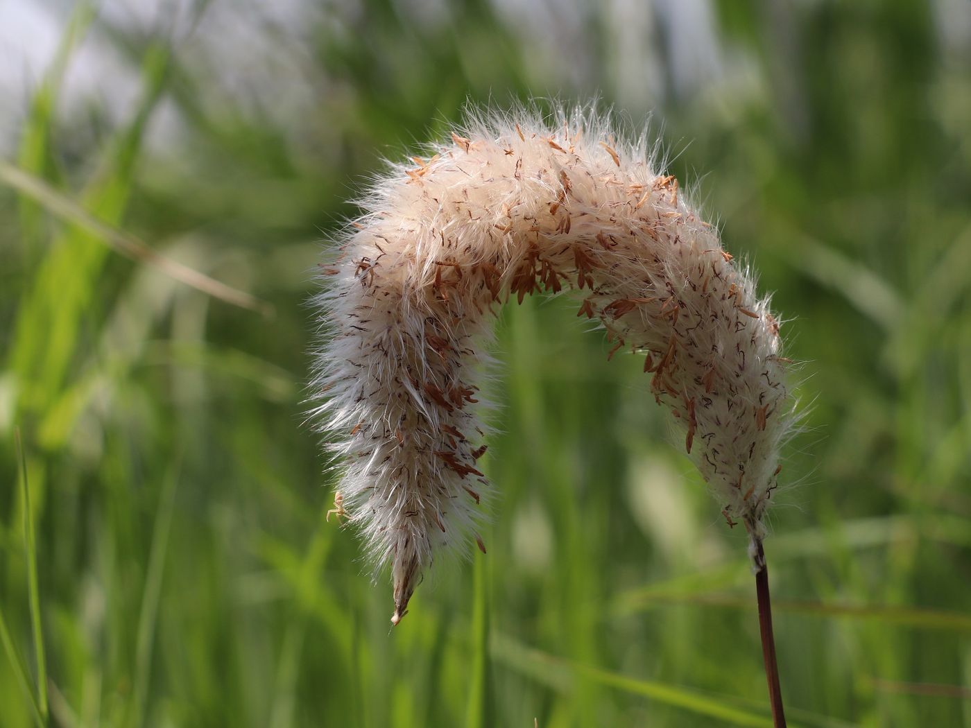 Image of Imperata cylindrica specimen.