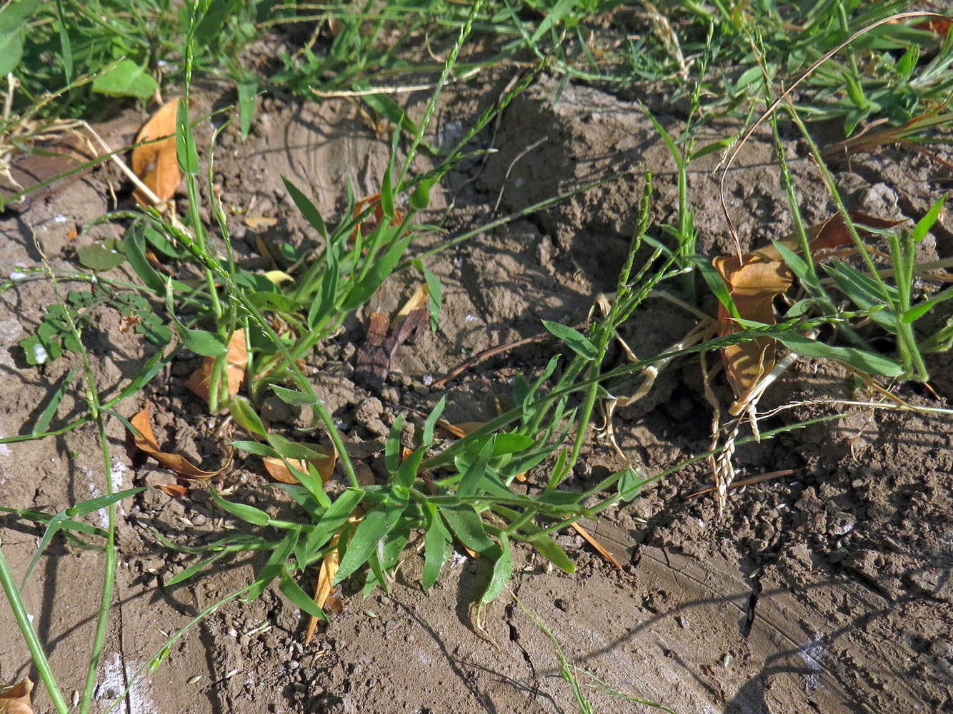 Image of Eriochloa succincta specimen.