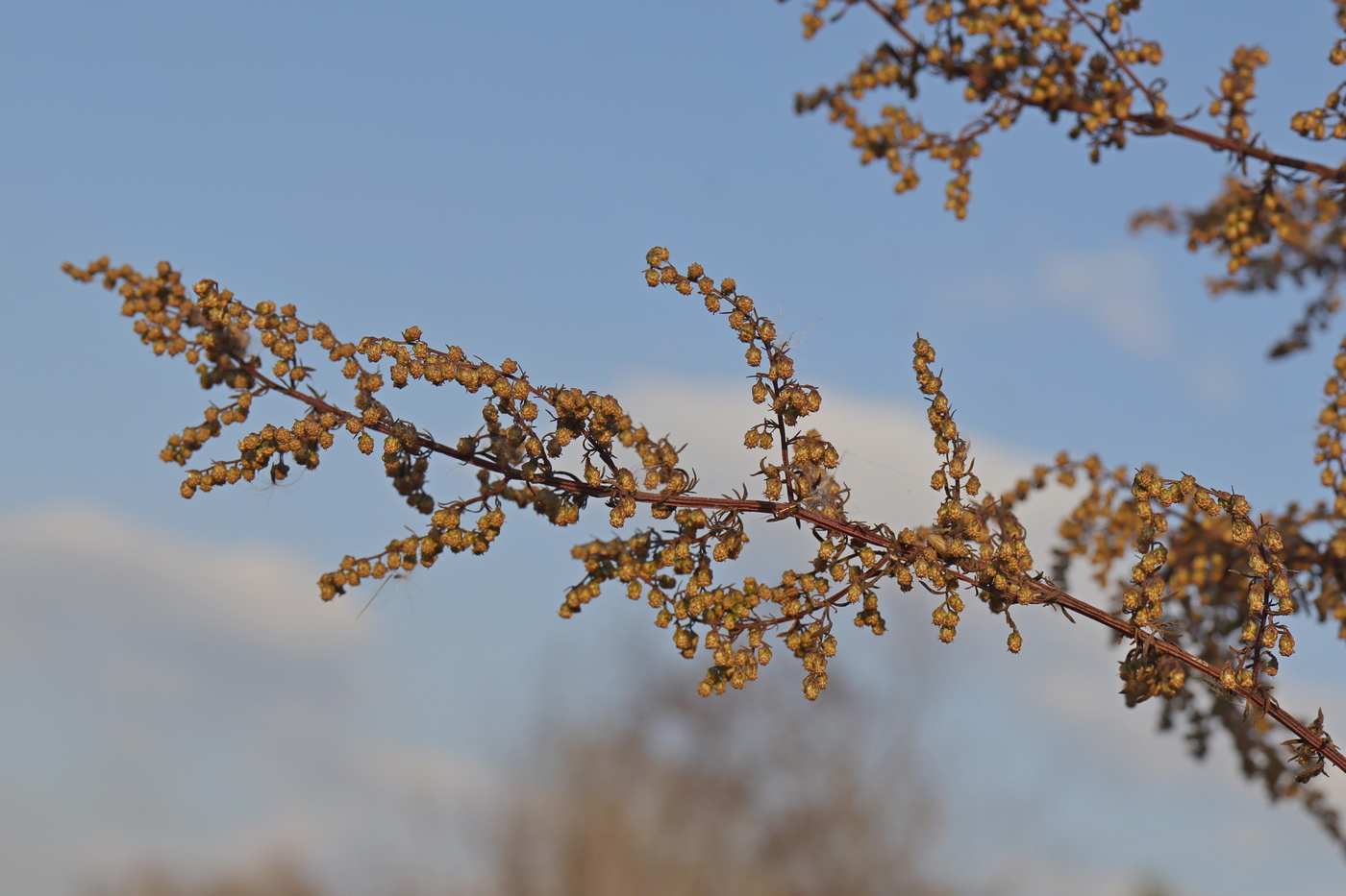 Изображение особи Artemisia annua.