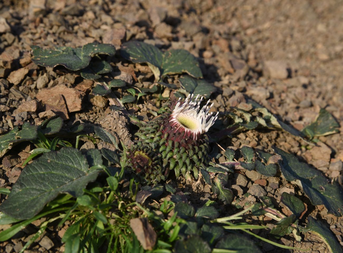 Изображение особи Jurinella moschus.