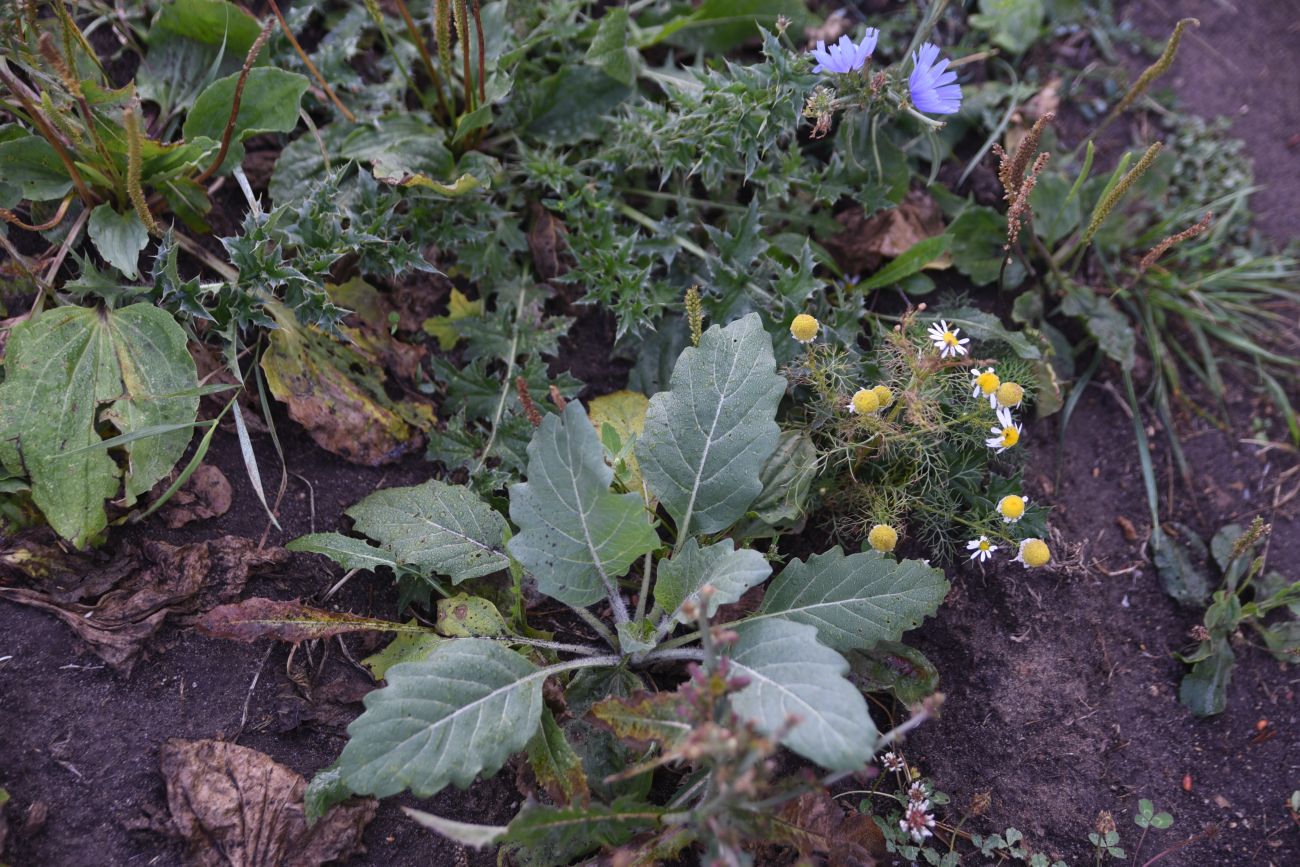 Изображение особи Hyoscyamus niger.