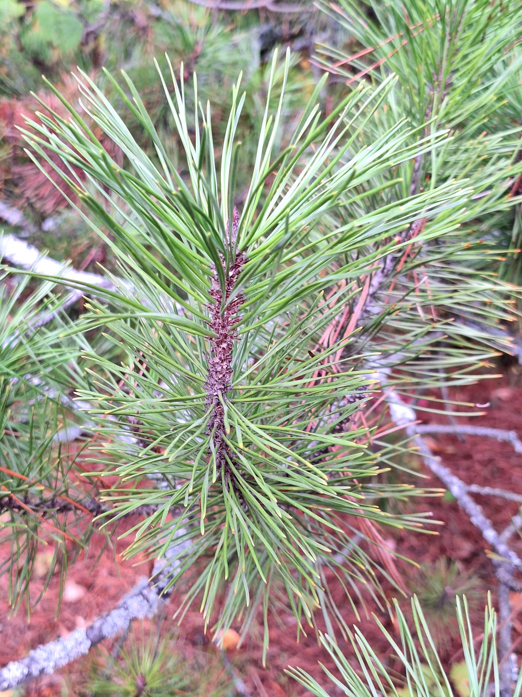 Image of Pinus contorta specimen.