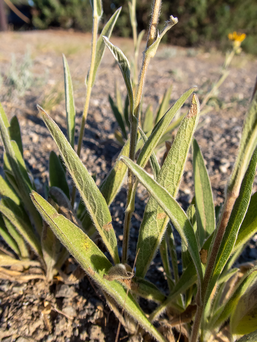 Image of Inula oculus-christi specimen.