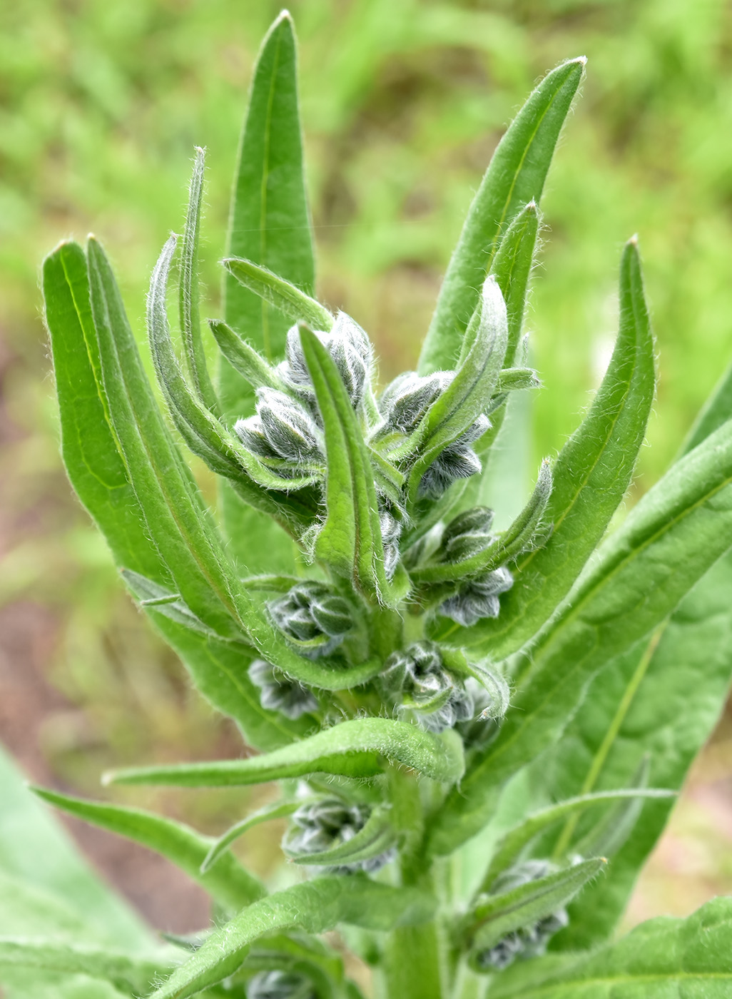 Изображение особи Cynoglossum officinale.