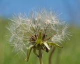 Taraxacum stenocephalum. Соплодие. Кабардино-Балкария, Черекский р-н, ЮВ склон горы Агачбаши, ≈ 2400 м н.у.м., альпийский луг. 30.07.2024.