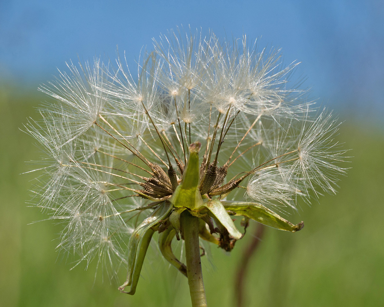 Изображение особи Taraxacum stenocephalum.