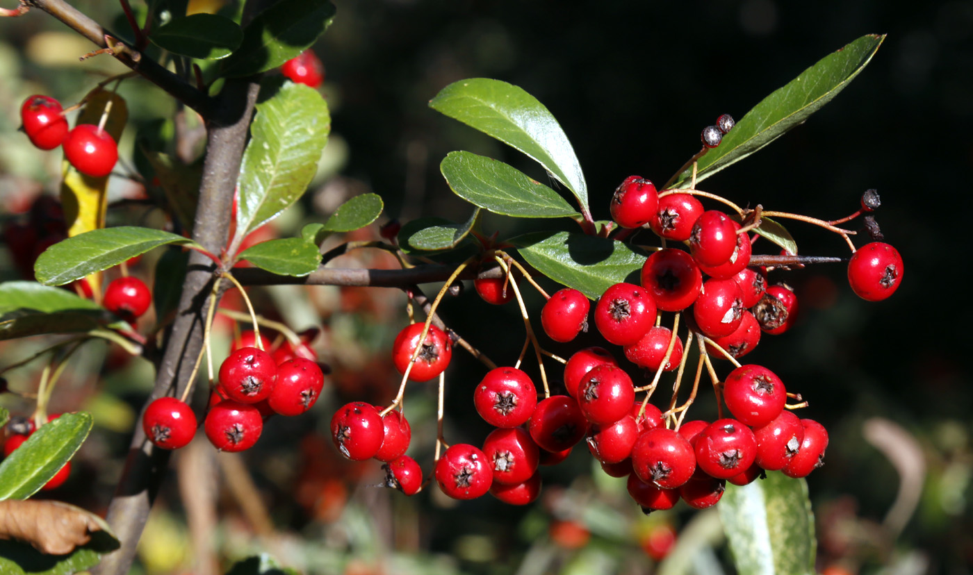 Image of genus Pyracantha specimen.