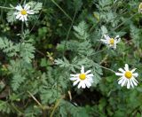 Pyrethrum poteriifolium