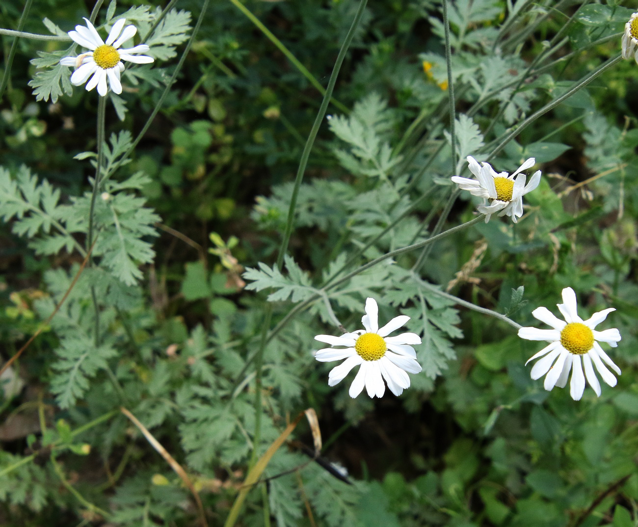 Изображение особи Pyrethrum poteriifolium.